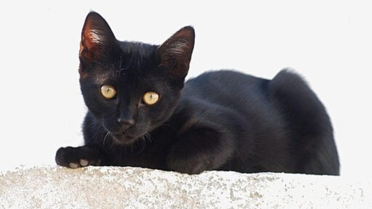 在当地收容所拍摄小猫照片