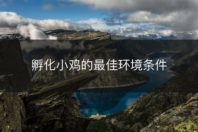 孵化小鸡的最佳环境条件