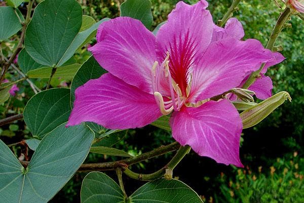 红花紫荆：从植物学特征到栽培要点的全面解析