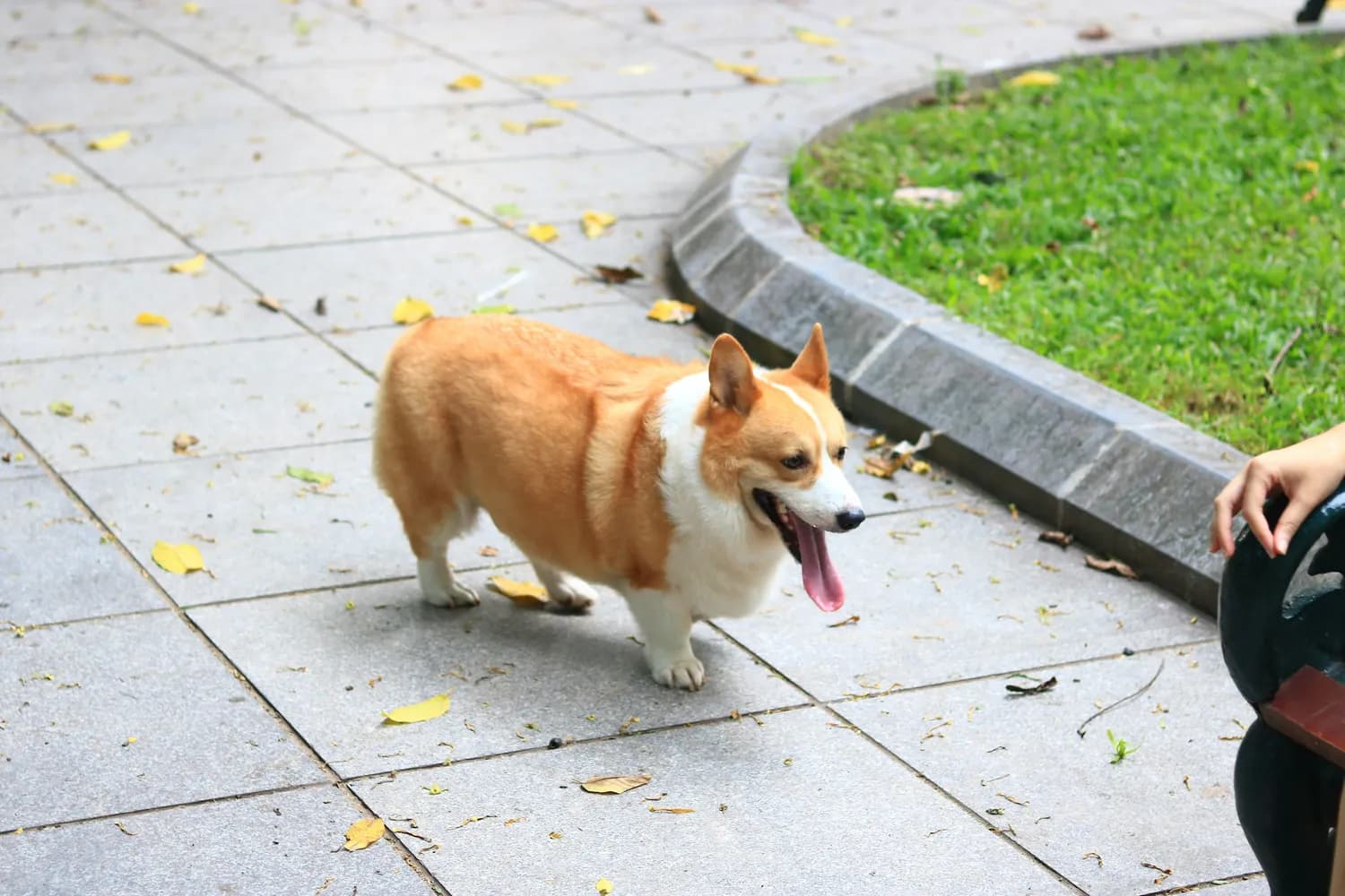 新手必看：如何挑选一只健康的柯基犬？