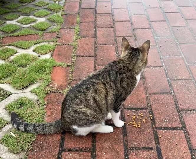 为流浪猫提供水和实物需要注意什么？