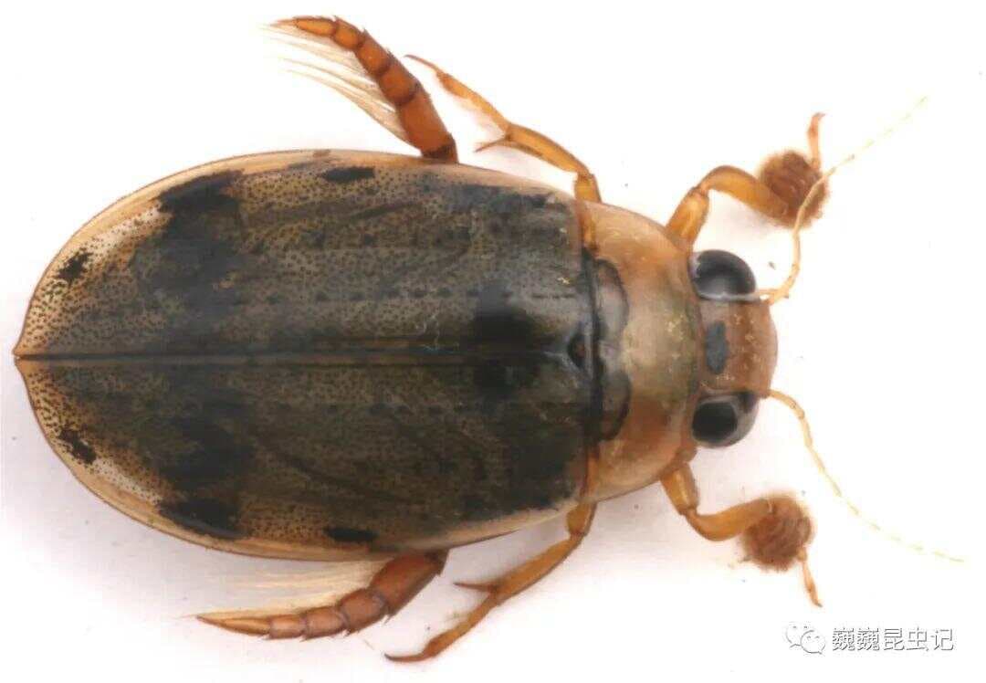 【虫谱大观】齿缘龙虱属