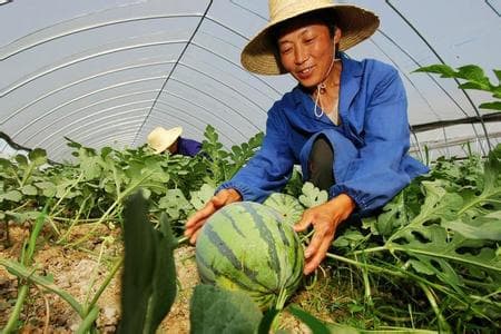 三十岗西瓜：甜在嘴里，红在心头的地理标志农产品