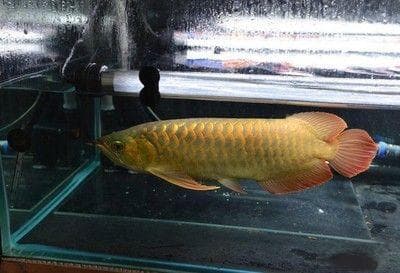 鱼缸中的蛋白虫怎么去除？：如何清除鱼缸中的蛋白虫？