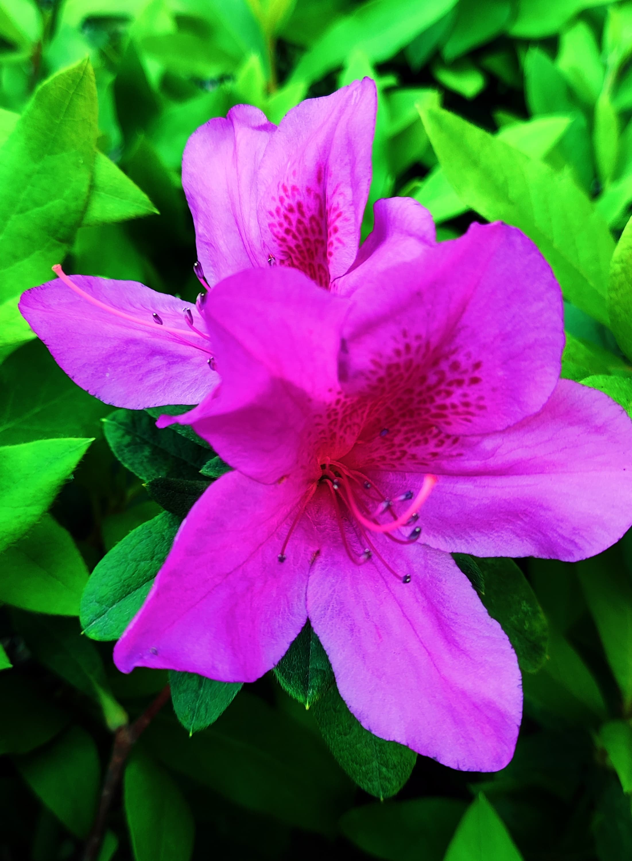 毒药or解药？杜鹃花千年逆袭史