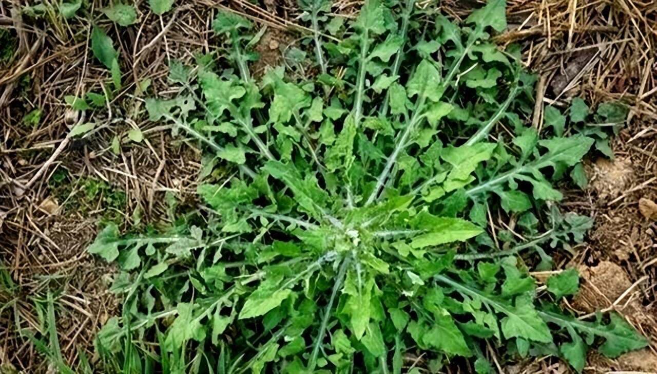 泥胡菜：乡间的“绿色宝藏”：顽强生命与神奇药用的传奇