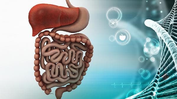 香榧的功效与作用：从心血管到美容护肤的全方位健康益处