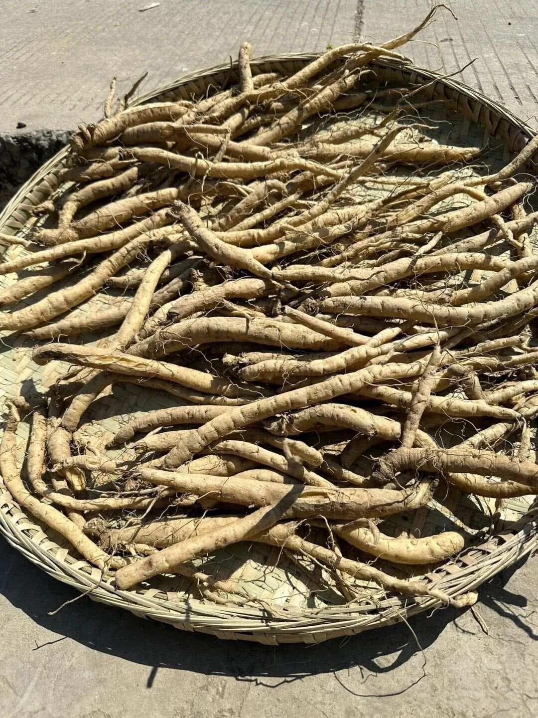 【中草药科普】每天认识一味中草药-续断