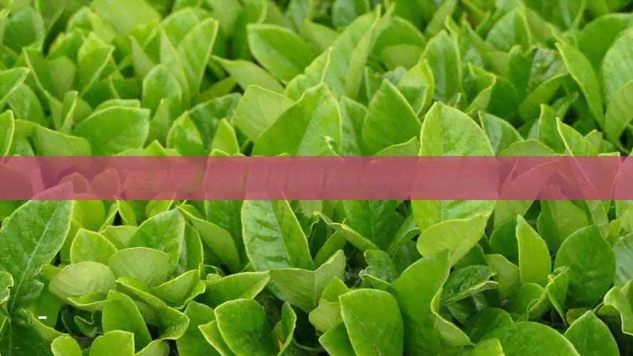 大雪山普洱茶稀缺性及其原因分析