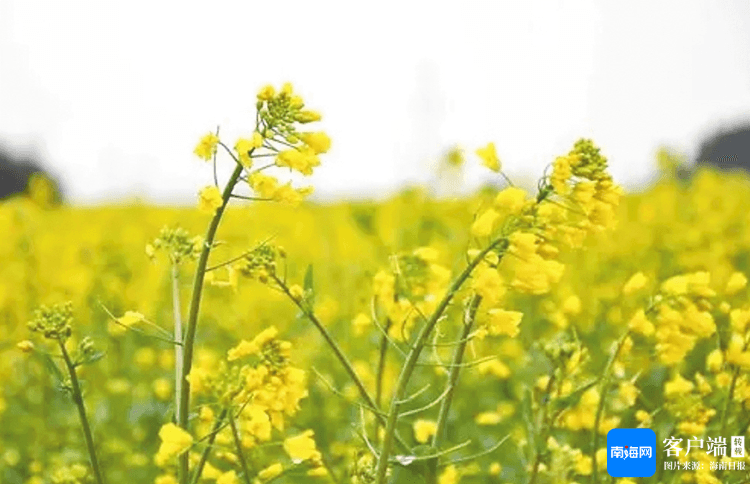 花木管时令：二十四番花信风