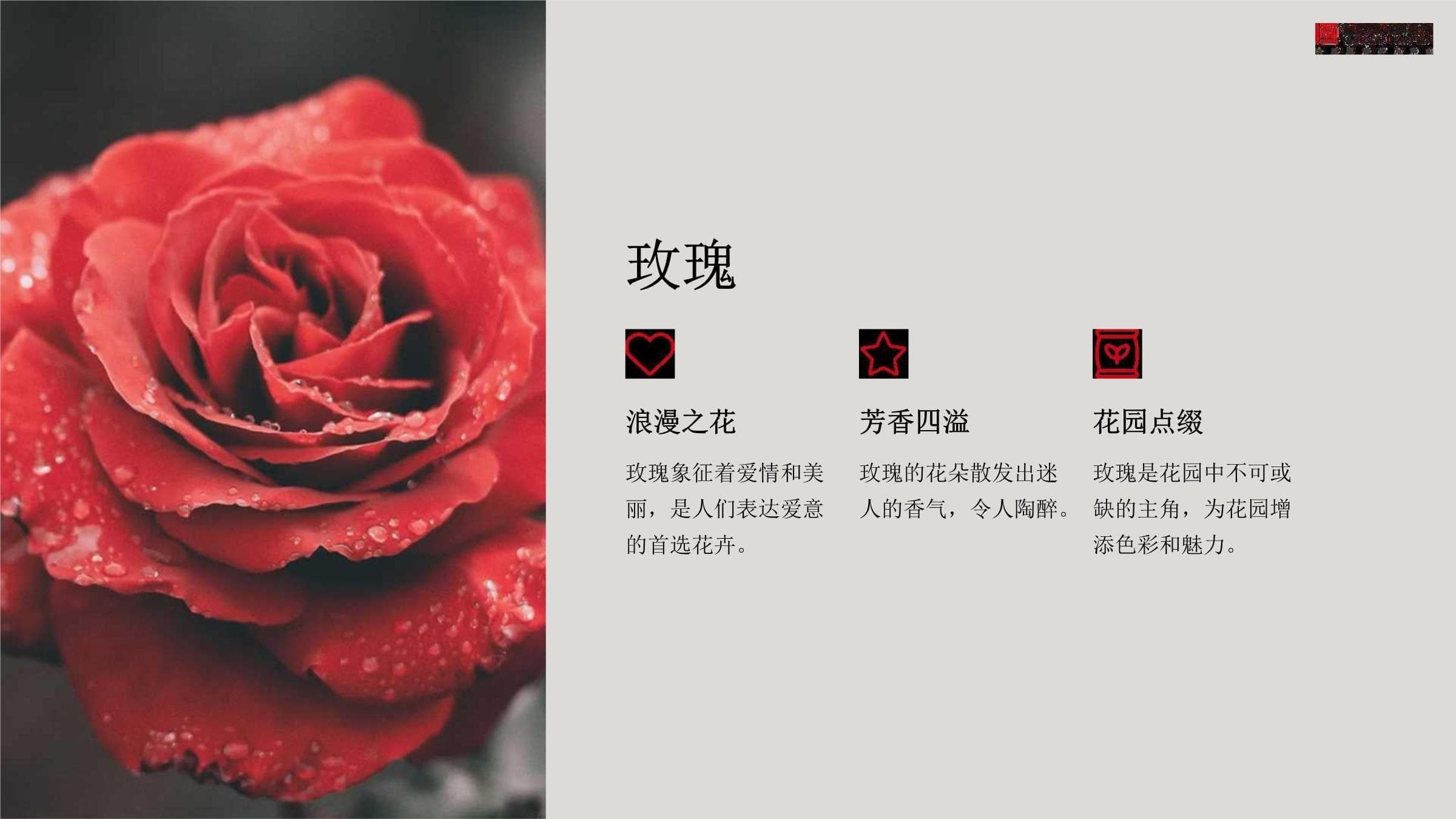 家庭常见观花植物识别与养护指南