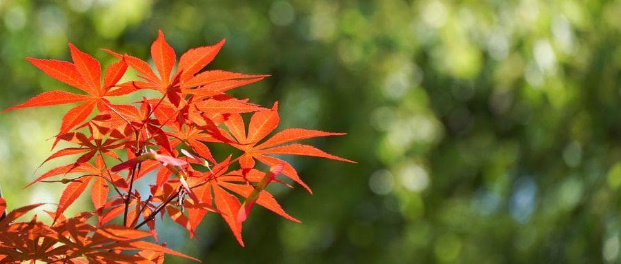 跷二郎腿的危害与正确坐姿指南：从西医到中医的全方位解析