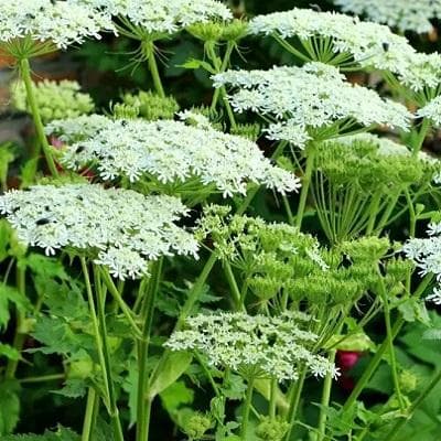 独活：从植物学特征到药用价值的全面解析
