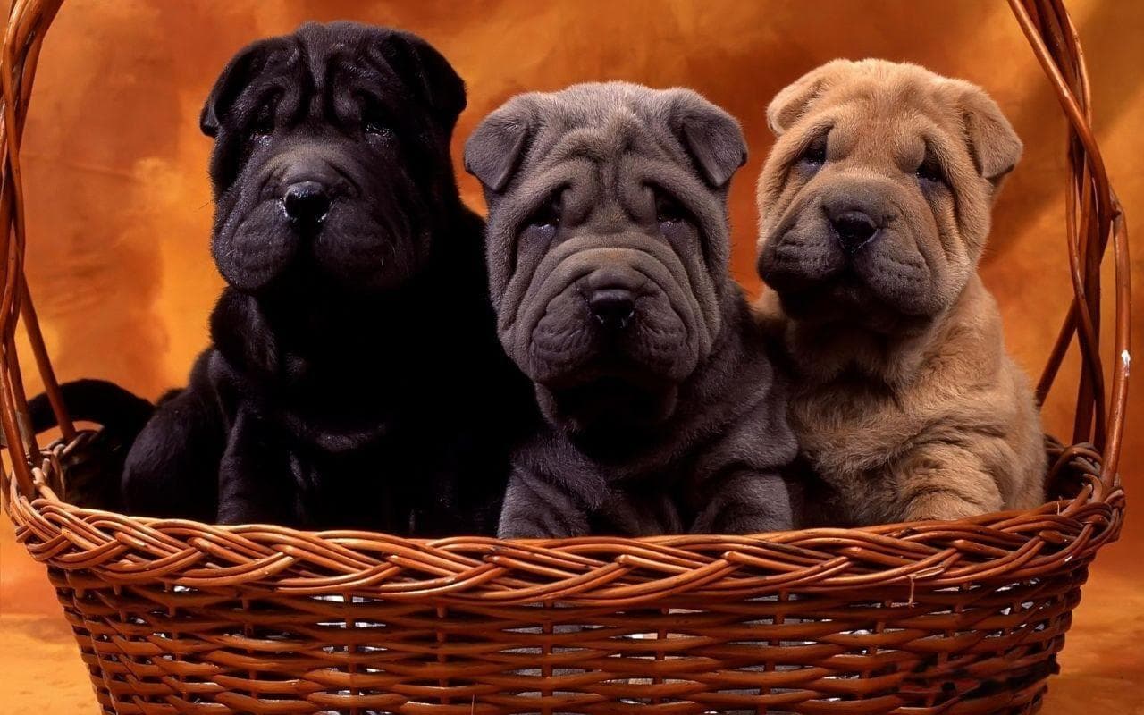 沙皮狗和斗牛犬的区别是什么？（了解不同犬种特点选择适合自己的宠物犬）