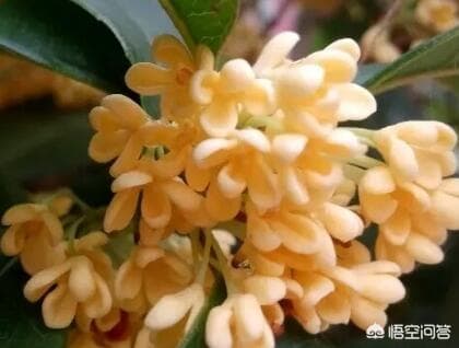 桂花树什么时候移栽最好？几月份修剪最合适？