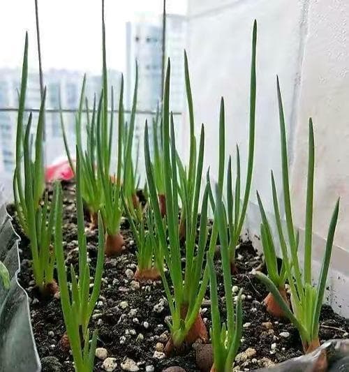 小香葱种子的种植方法（从播种到收获，一步步教你如何种植小香葱）