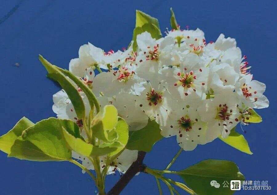 惊蛰与春分间的花信风：桃花、棠梨与蔷薇
