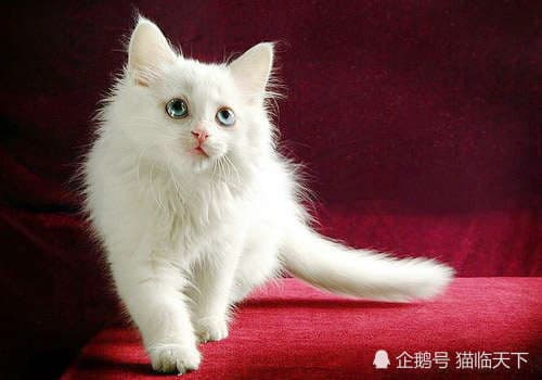 家猫寿命约12-18年，这些因素影响猫咪健康