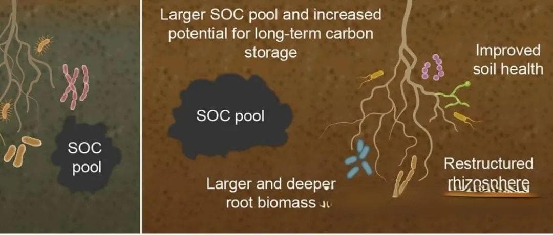Nature重磅综述：微生物群落与土壤性质之间的相互作用