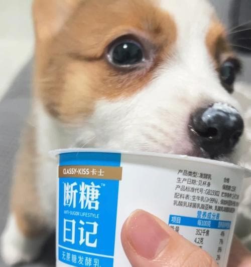 狗狗可以喝的酸奶种类及注意事项（不同类型酸奶的营养成分和对狗狗的影响）