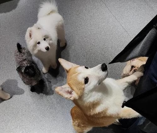 狗狗为什么会热情地迎接你？（探究狗狗对主人的热情表达与原因）