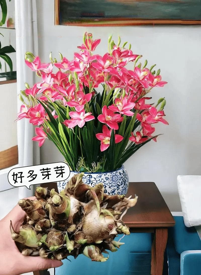 晚香玉冬天怎么养护？做好7点安全过冬，简单又实用的方法