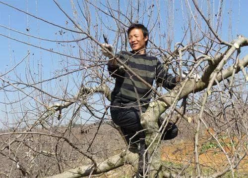 苹果树冬季管理技术要点