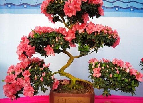杜鹃花的耐寒性与生长环境