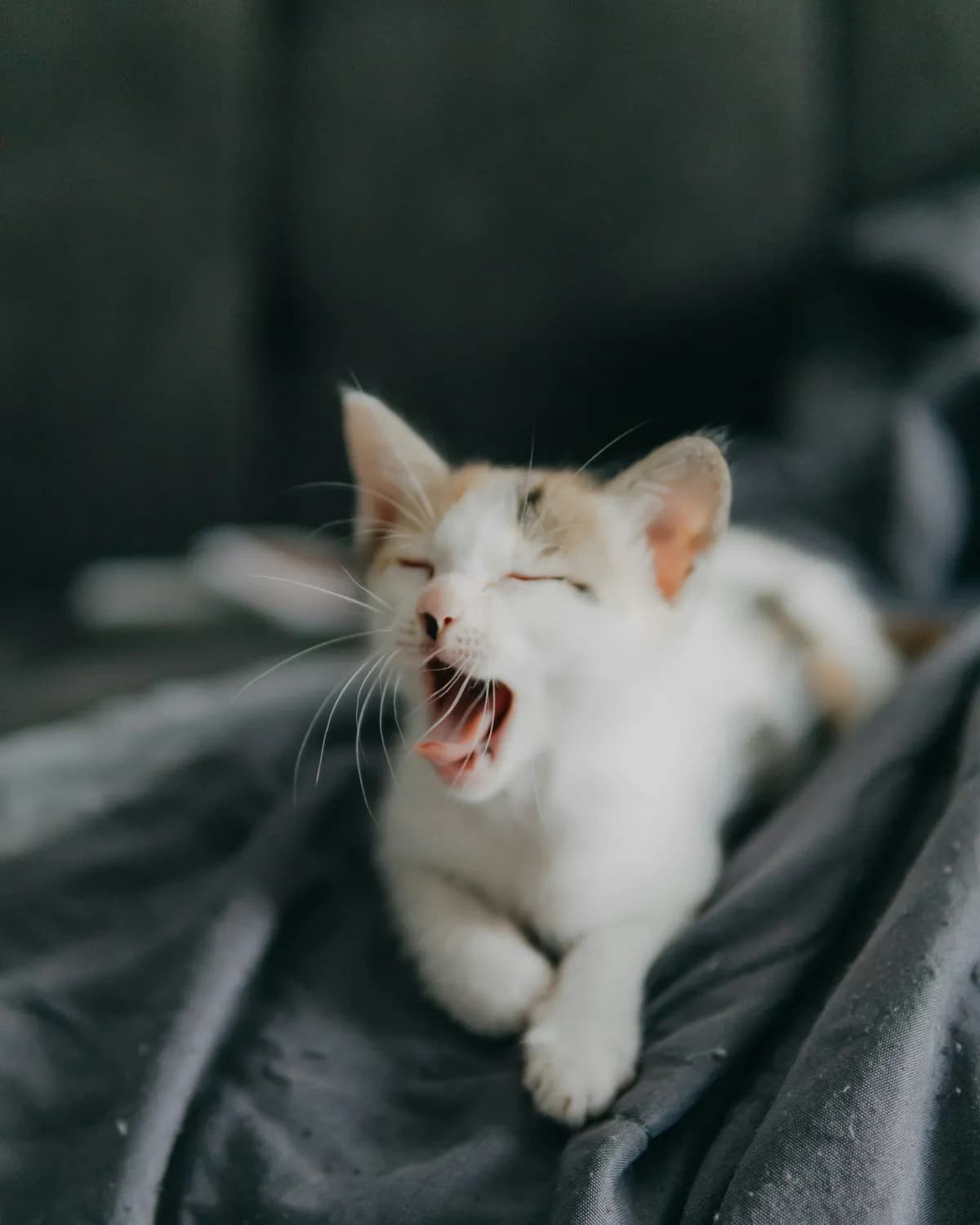 猫咪咳嗽竟是因为它？