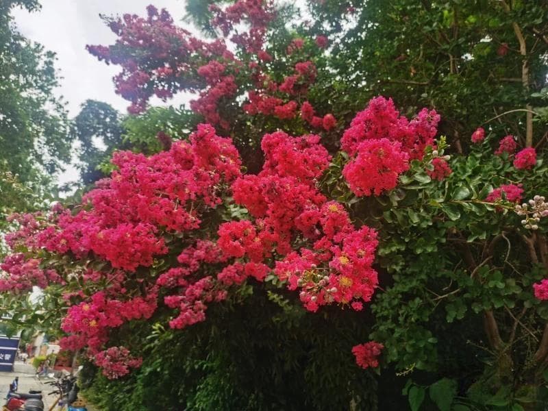 紫薇花对紫薇郎
