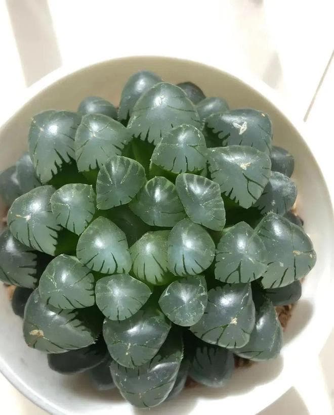 “多肉玉露”，一到夏天就化水，要么就烂根，简直没救了！