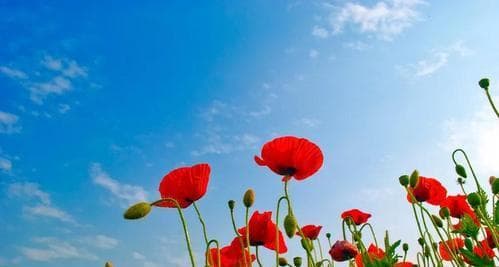 虞美人——中国的国花（花开如锦，香艳无双）
