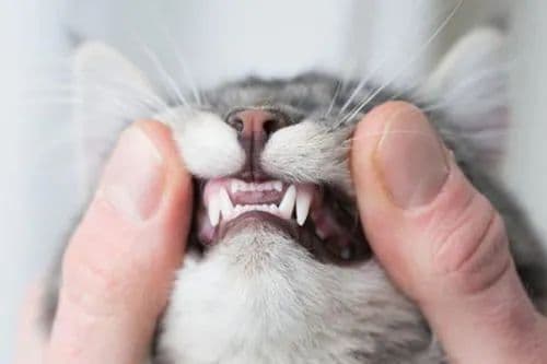 猫咪会长蛀牙吗？猫咪门牙为什么那么小？