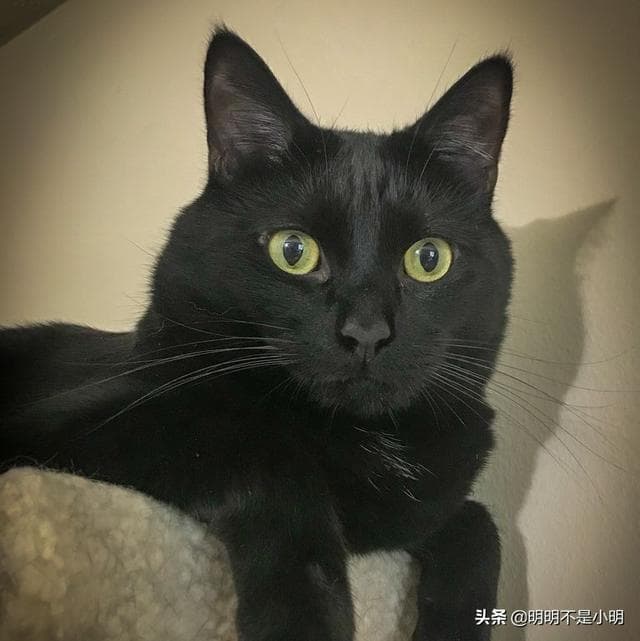 黑猫的品种有多少？原来有这么多