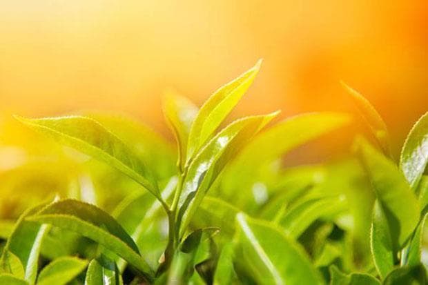 从零开始学养花：如何控制光照让花卉茁壮成长