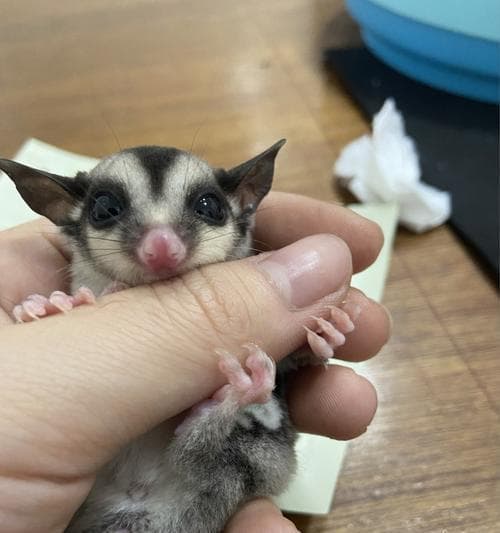 如何饲养澳洲蜜袋鼯（以营造适宜的环境为关键）