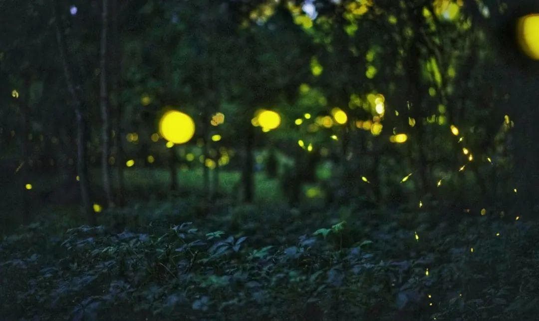 热带雨林奇妙夜：一场与夜间昆虫的亲密邂逅