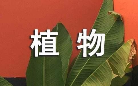 浅析城市道路绿化与植物配置