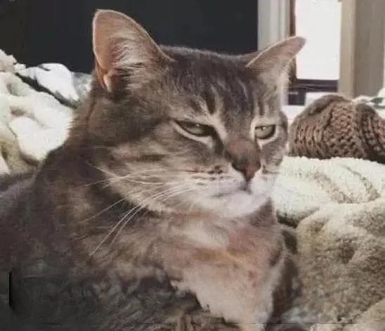 猫咪嫉妒心到底有多强？这4种行为足以说明