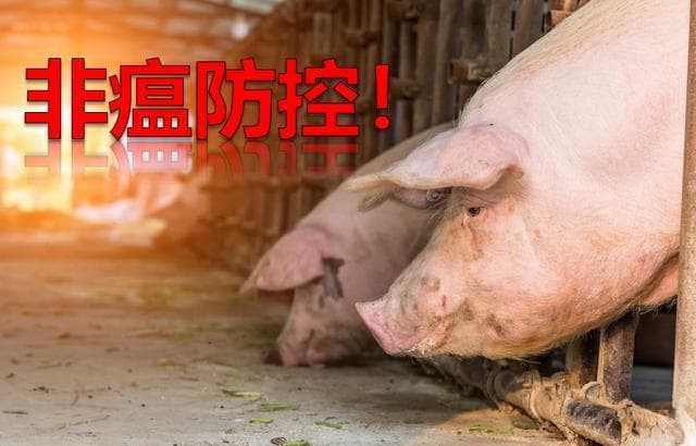 值得一看！非洲猪瘟背景下公猪站开展常态化监测的重要性