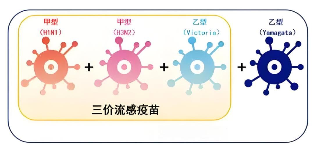患流感为何会丢命？如何预防致命并发症？