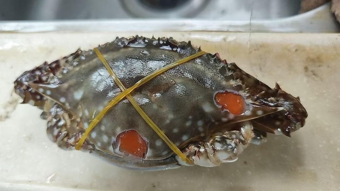 这种年货你们吃不吃？——浙江象山特色美食“呛蟹”介绍