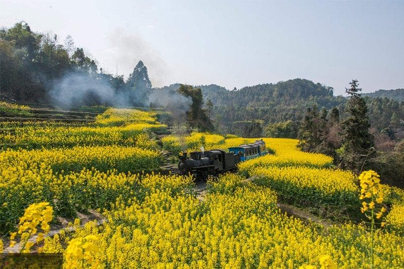 中国16个最美油菜花景区 金黄的田野召唤你