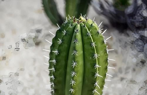 十大吸甲醛植物排名