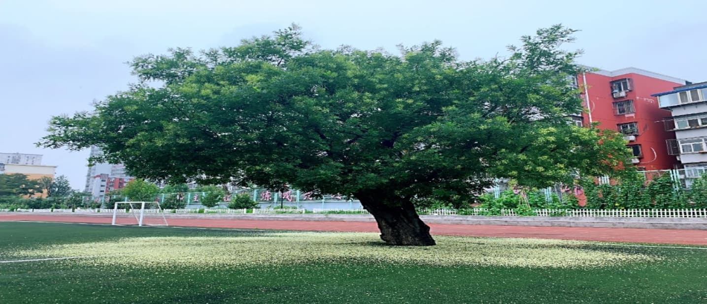 2025年石景山区小升初热门校：首都师范大学附属苹果园中学简介