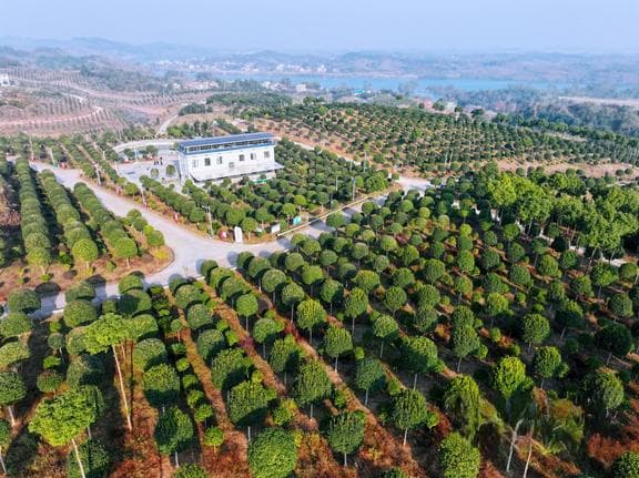 湖南常宁乔木村：万亩苗木基地带动村民增收，村集体经济破百万在望