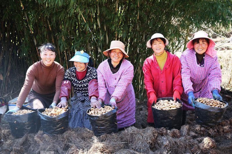 贵州威宁：“小天麻”种出“大产业”