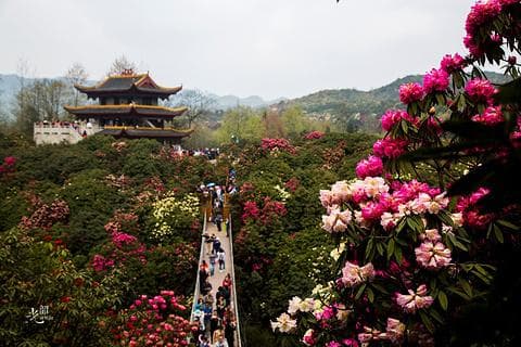 百里杜鹃风景区 | 中国最美杜鹃花海与自然奇观旅游指南