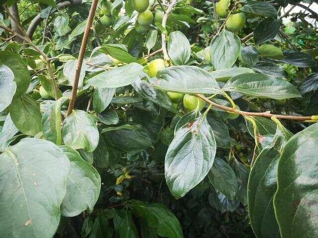 自制柿叶茶全过程详解