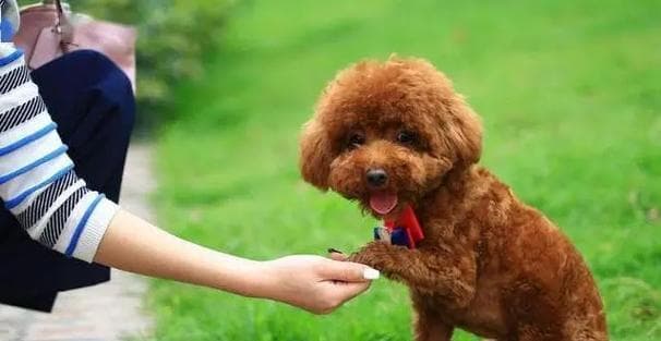 泰迪训练指南：从幼犬到成年的全方位训练方案